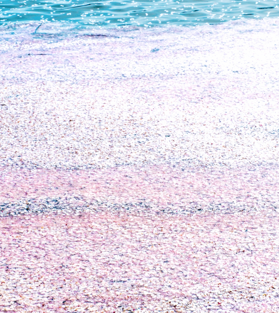 桜色に染まる水面